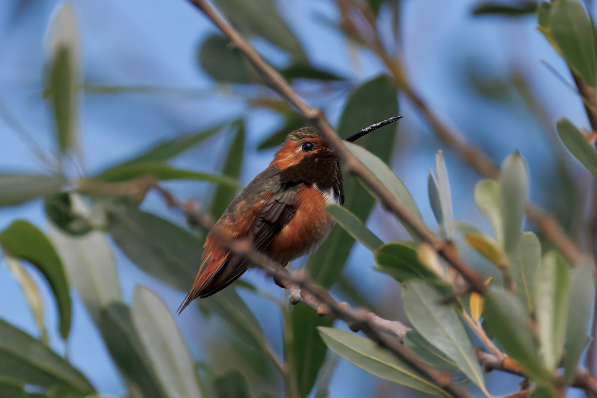 Allen's Hummingbird - ML634160520