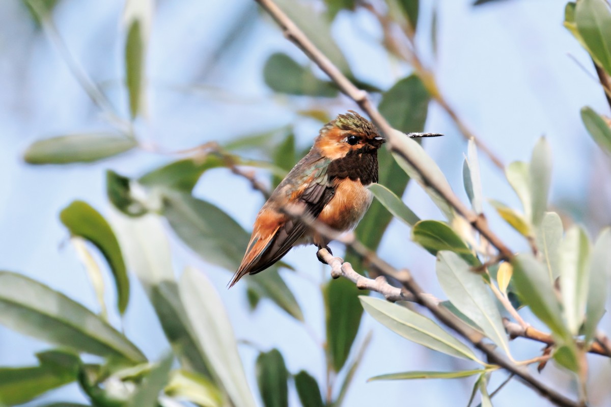 Allen's Hummingbird - ML634160521