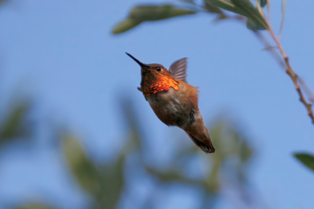 Allen's Hummingbird - ML634160522