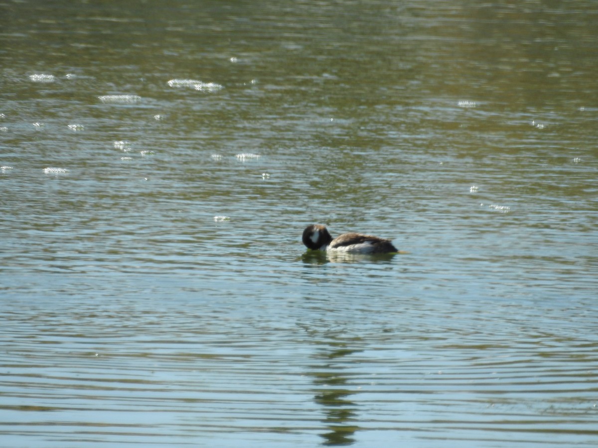 Bufflehead - ML634160560
