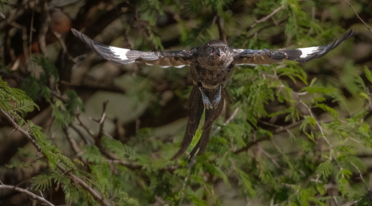 Magpie Shrike - ML634160563