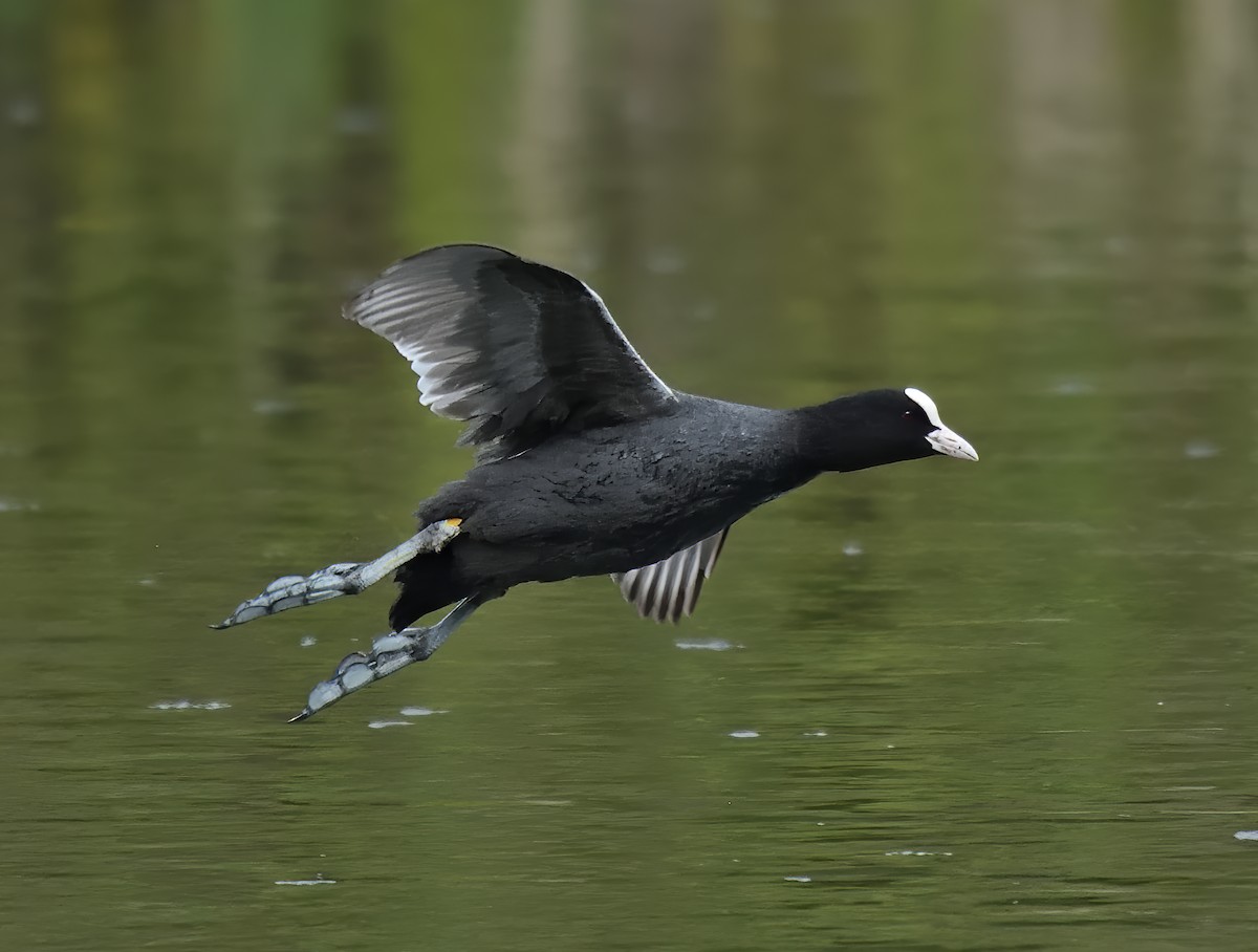 Eurasian Coot - ML634160565