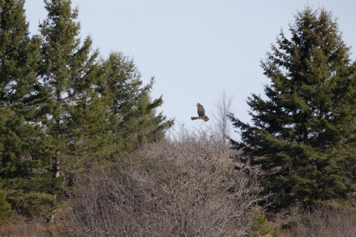 Northern Harrier - ML634160568
