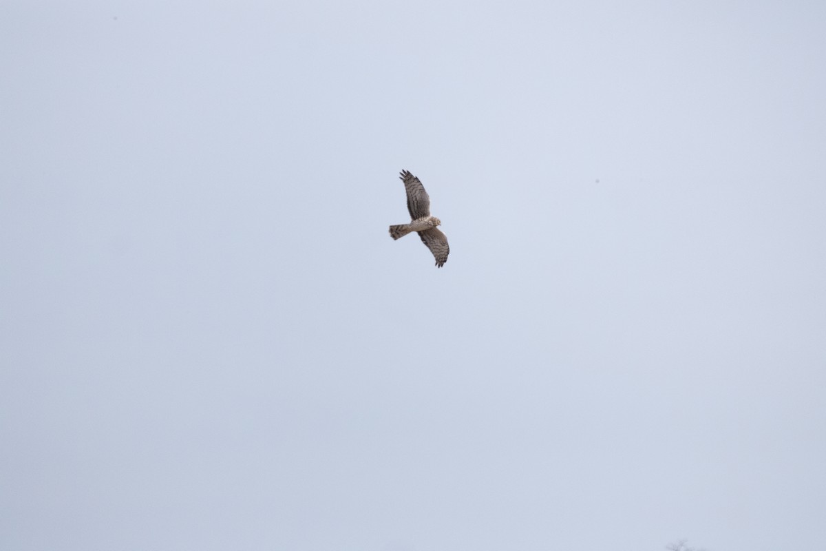Northern Harrier - ML634160569