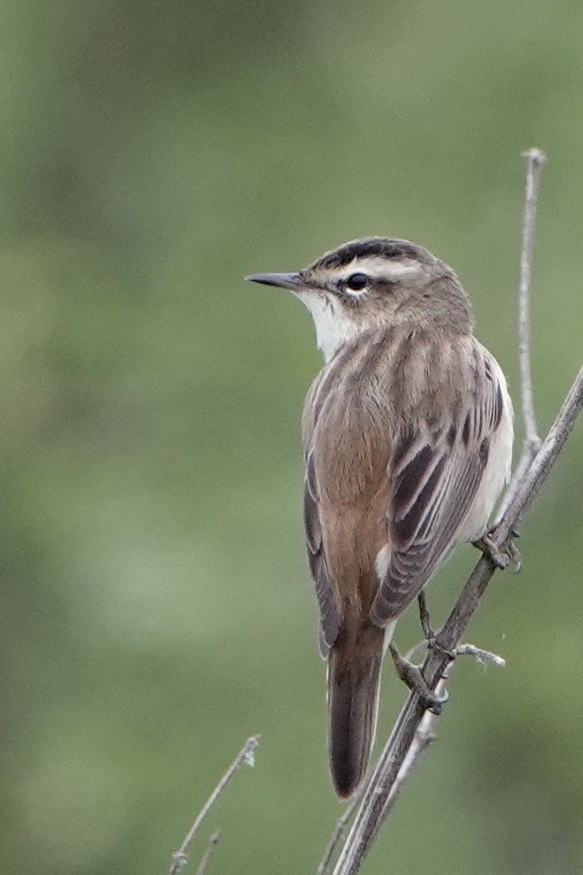 Sedge Warbler - ML634160572