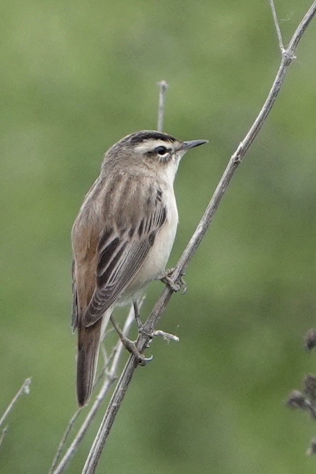 Sedge Warbler - ML634160573