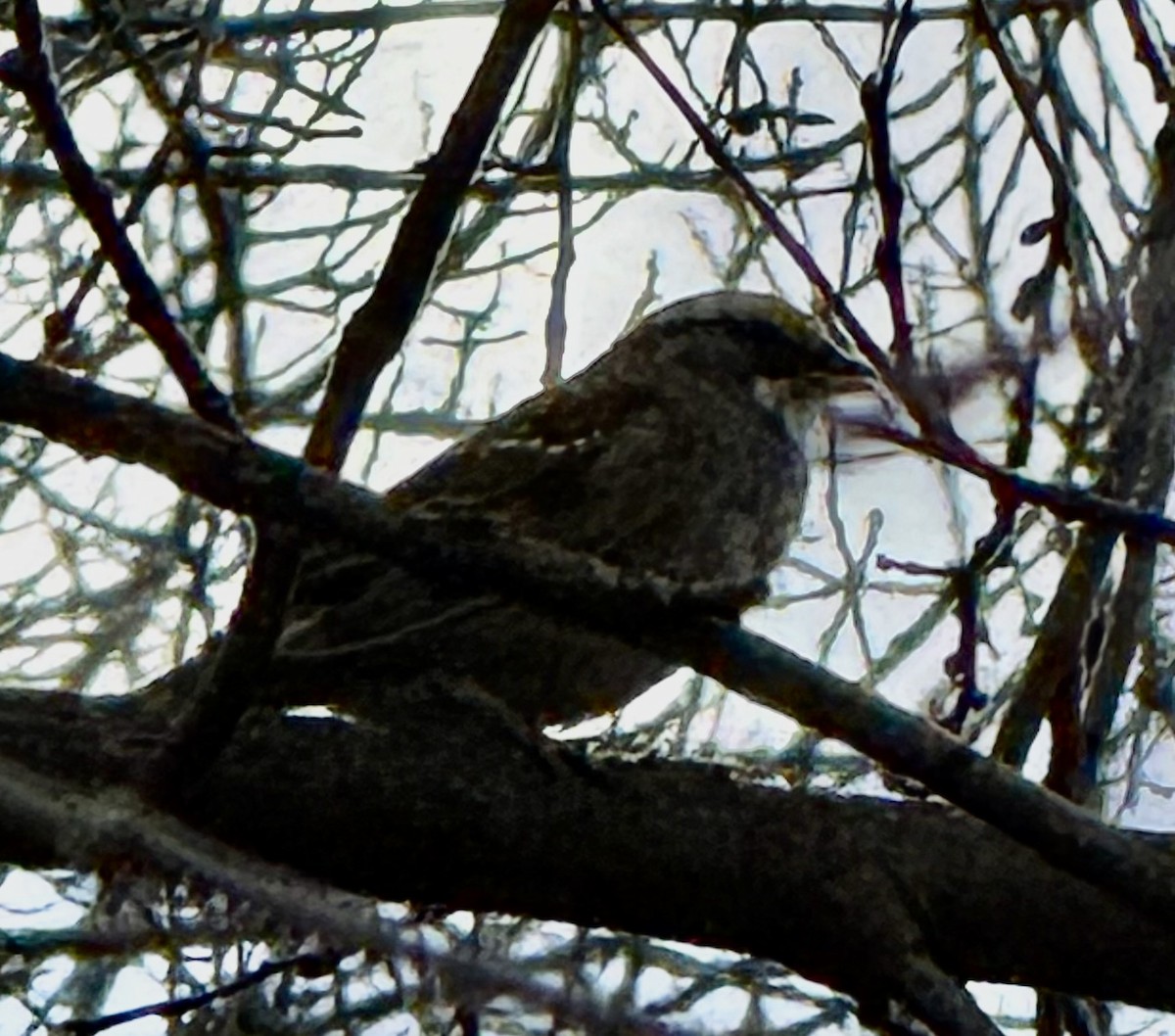 White-throated Sparrow - ML634160574