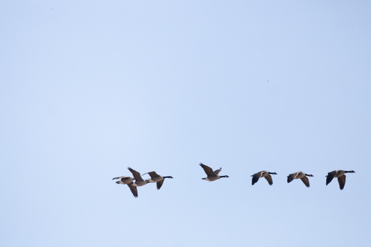 Canada Goose - ML634160575