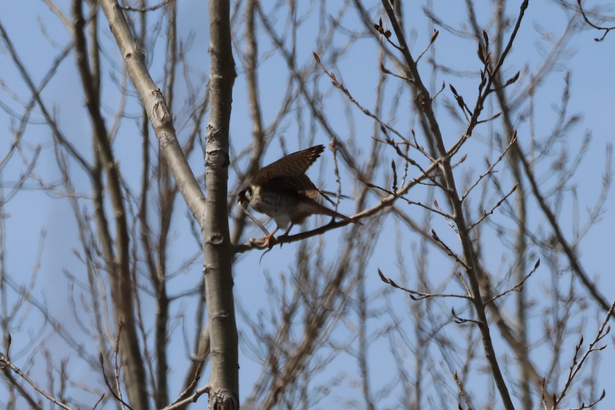 American Kestrel - ML634160576
