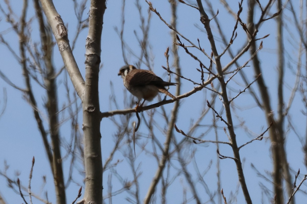 American Kestrel - ML634160577