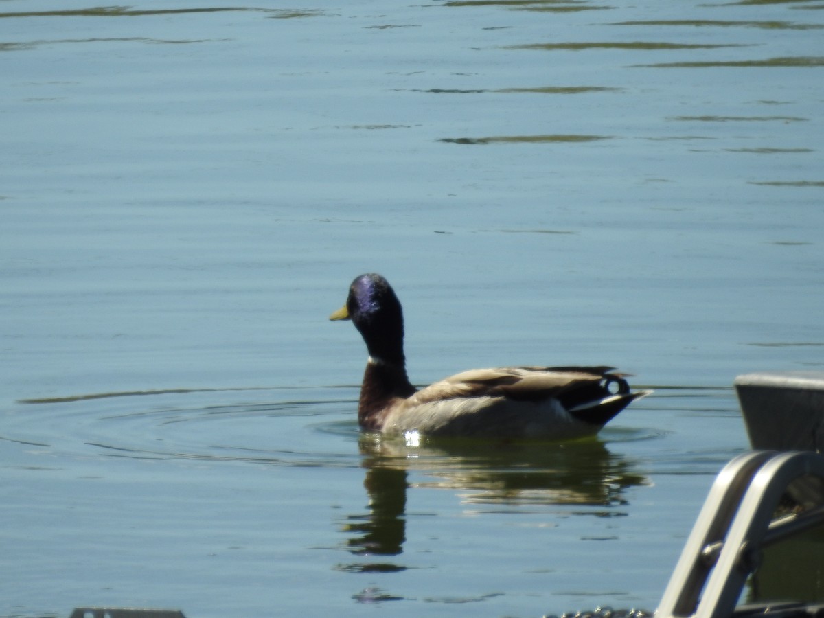 Mallard - ML634160578