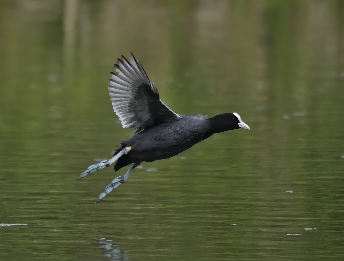 Eurasian Coot - ML634160579