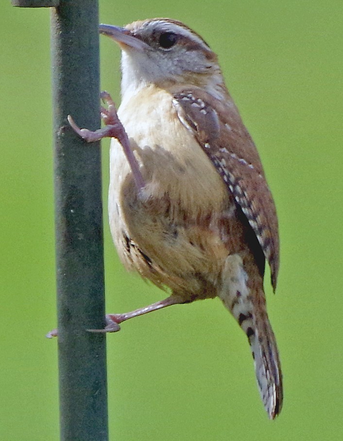 Carolina Wren - ML634160580