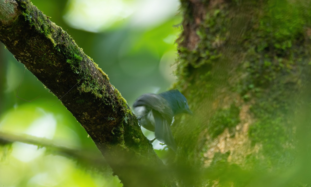 Black-naped Monarch - ML634160582