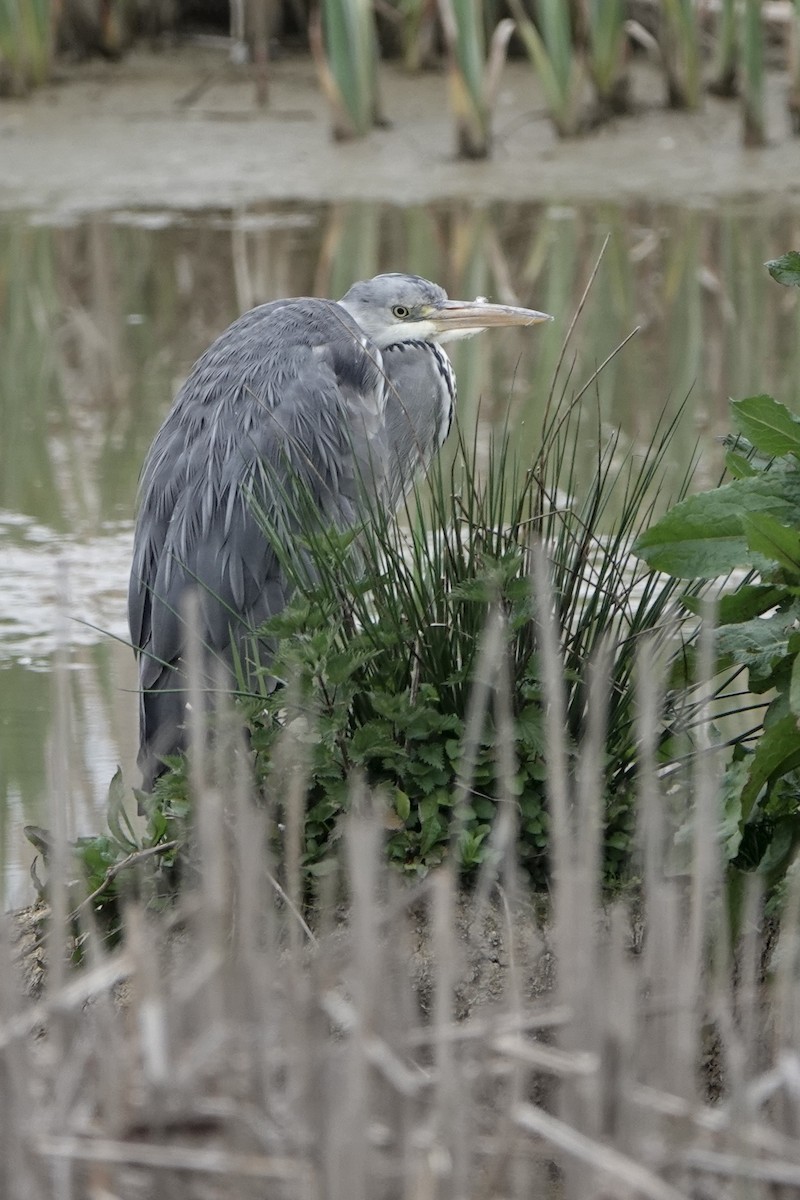 Gray Heron - ML634160584
