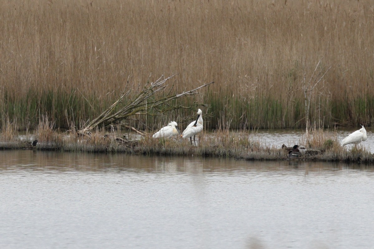 Eurasian Spoonbill - ML634160585