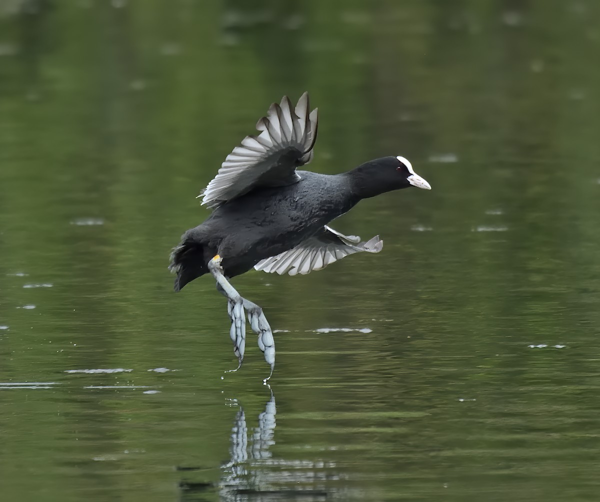 Eurasian Coot - ML634160588