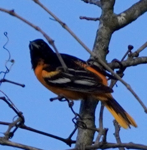 Baltimore Oriole - ML634160589
