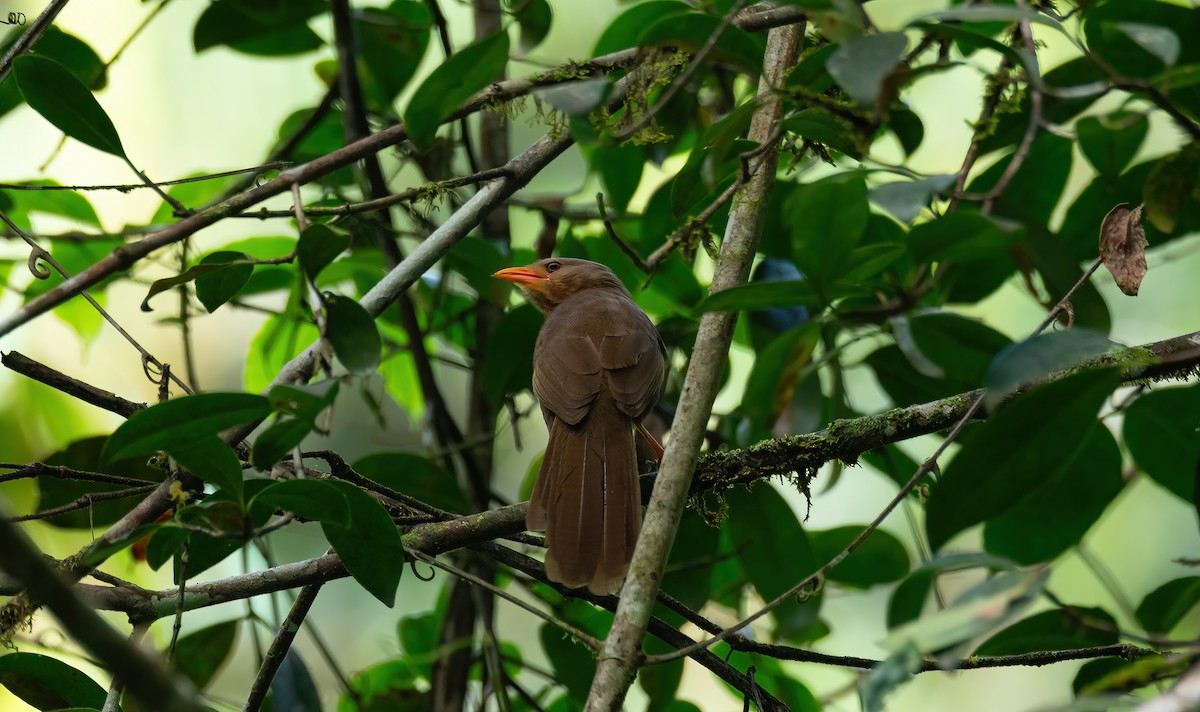Orange-billed Babbler - ML634160591