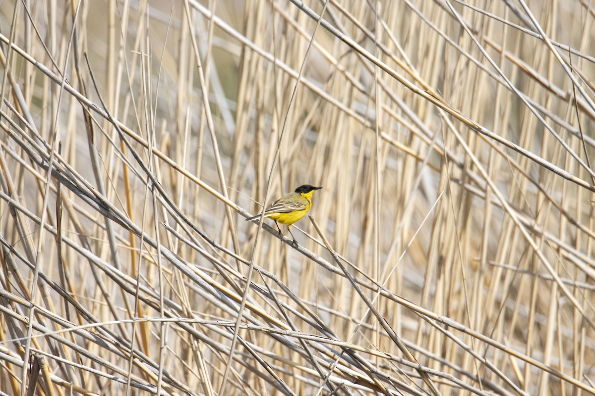 Western Yellow Wagtail (feldegg) - ML634160614