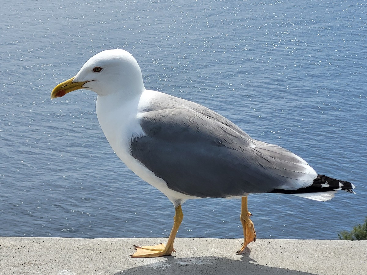 Yellow-legged Gull - ML634160627