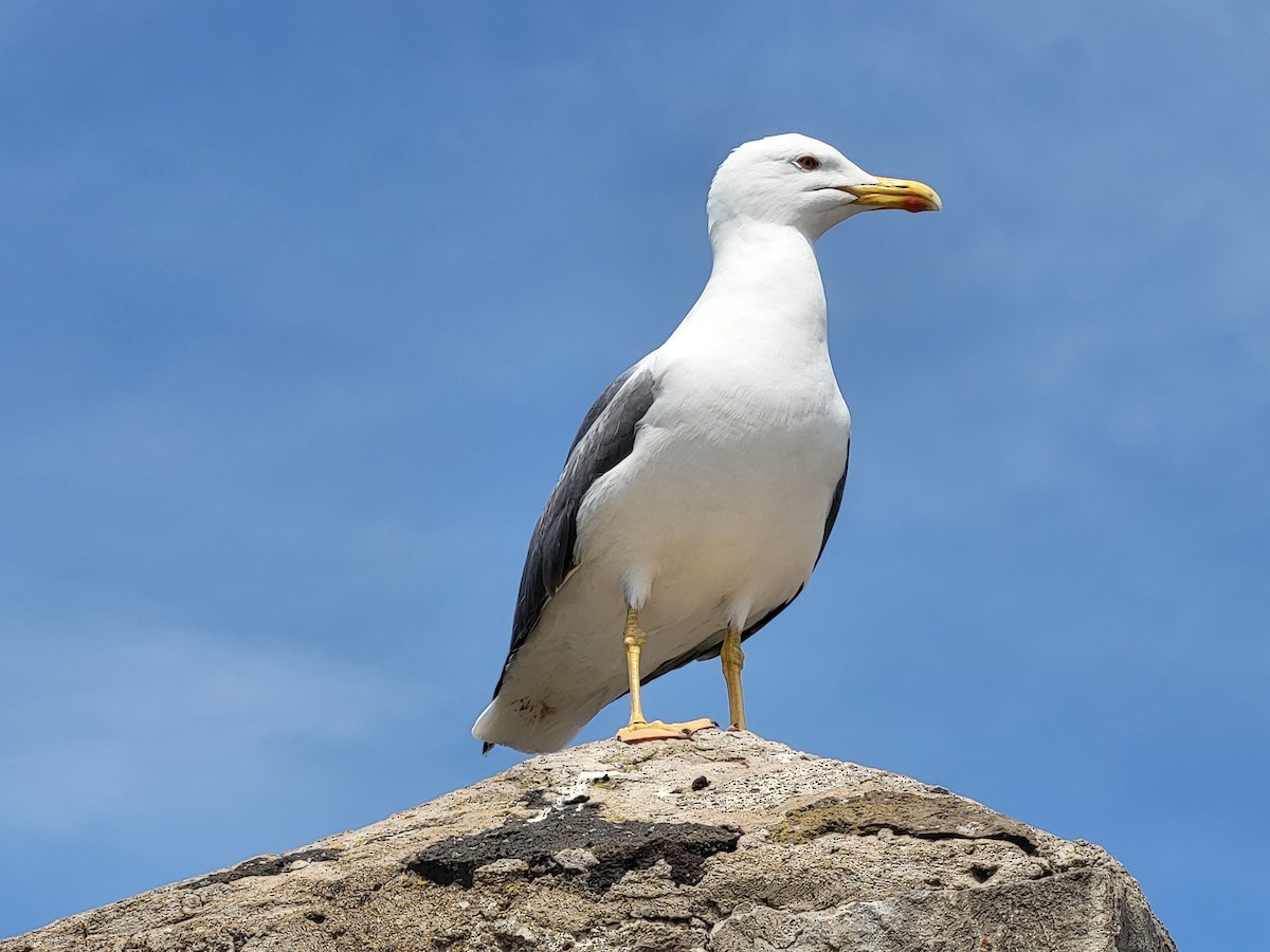 Yellow-legged Gull - ML634160628