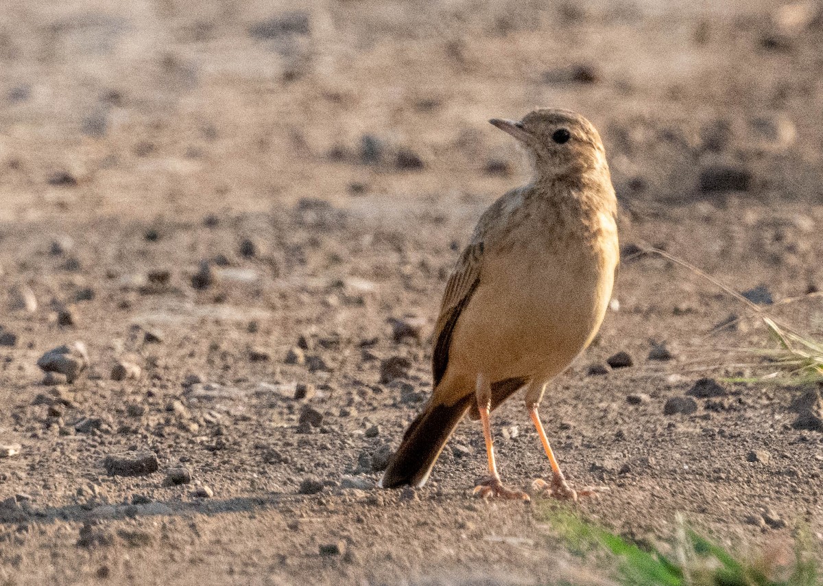 Buffy Pipit - ML634160647