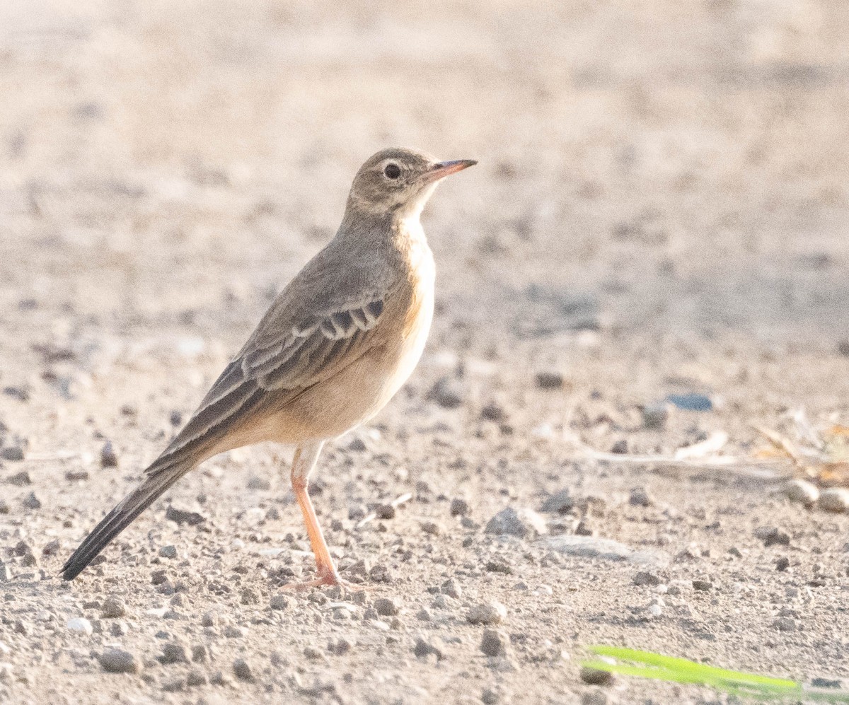 Buffy Pipit - ML634160648