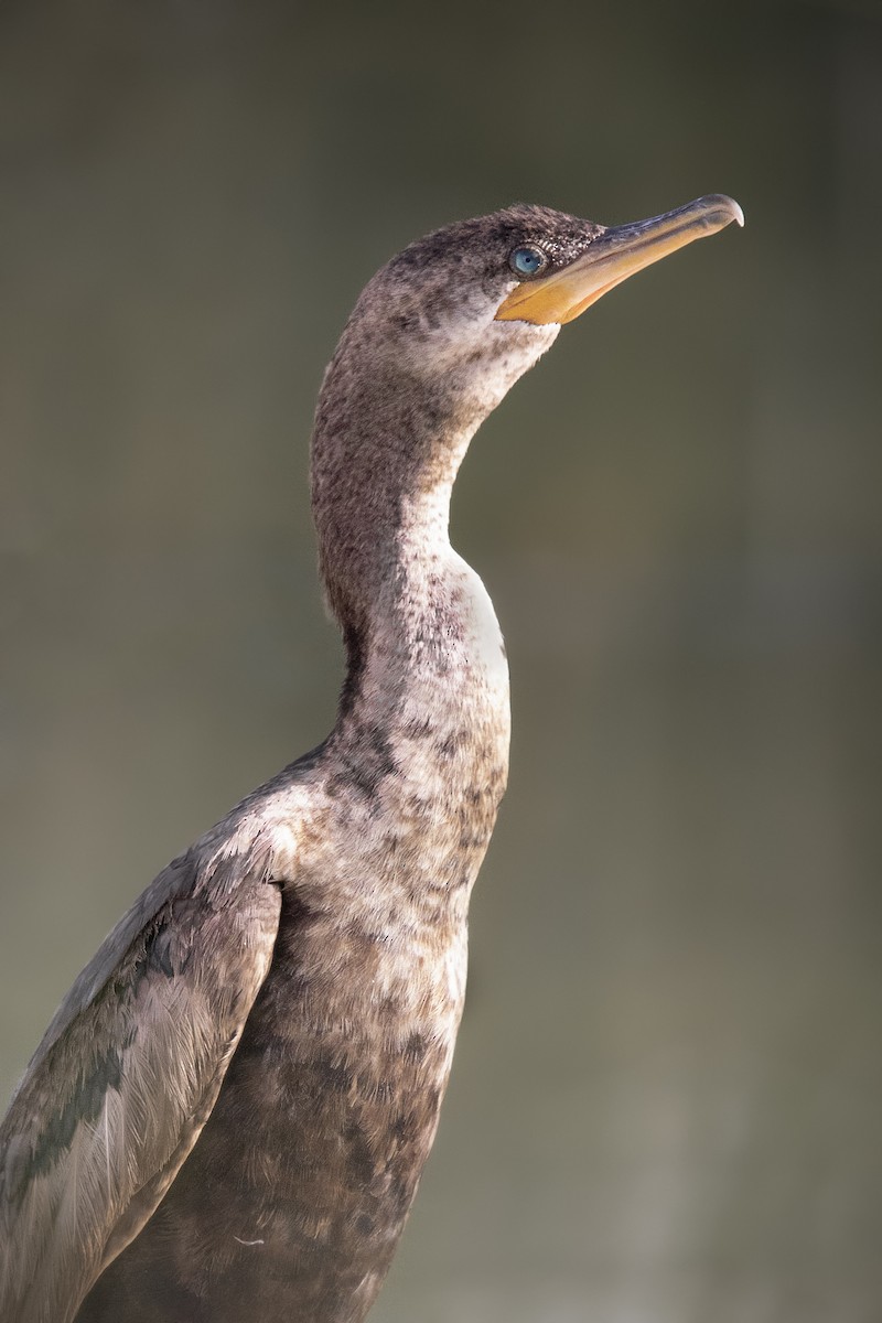 kormorán neotropický - ML634160657