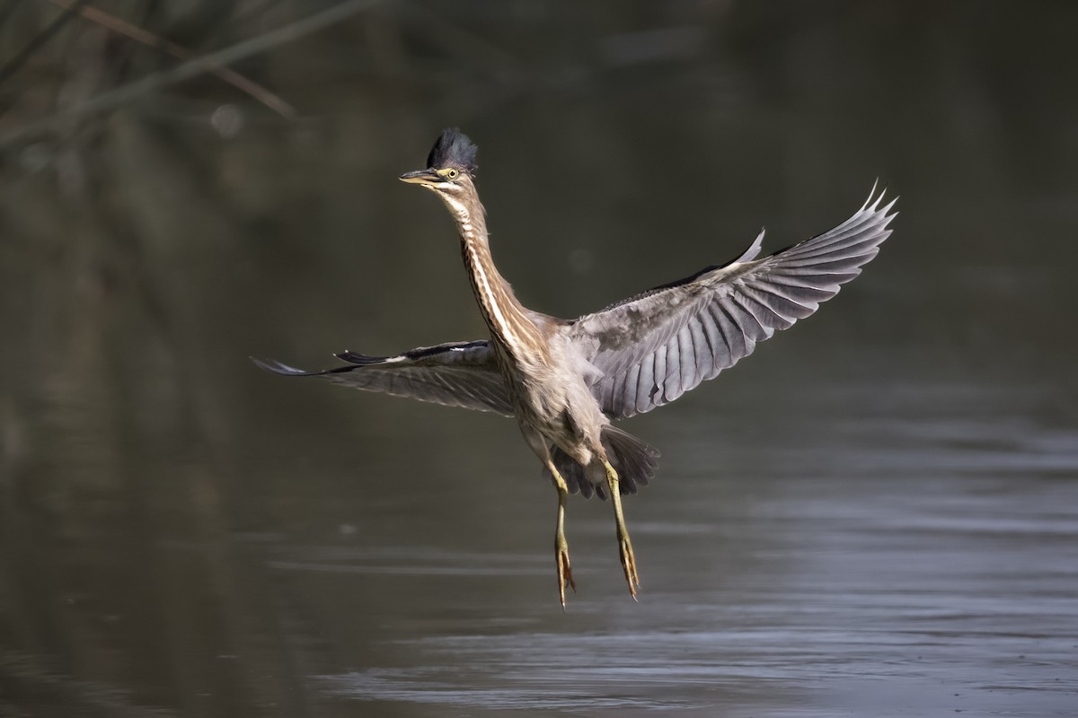 volavka proměnlivá - ML634160664