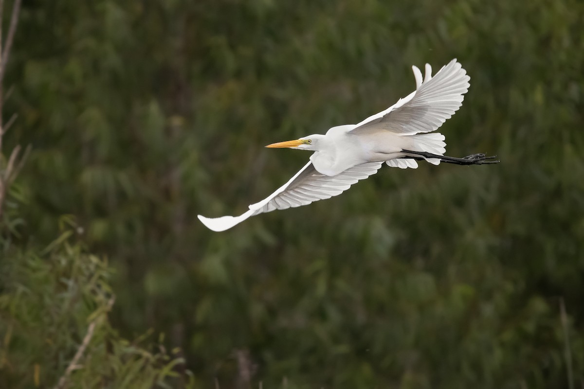 volavka bílá - ML634160667