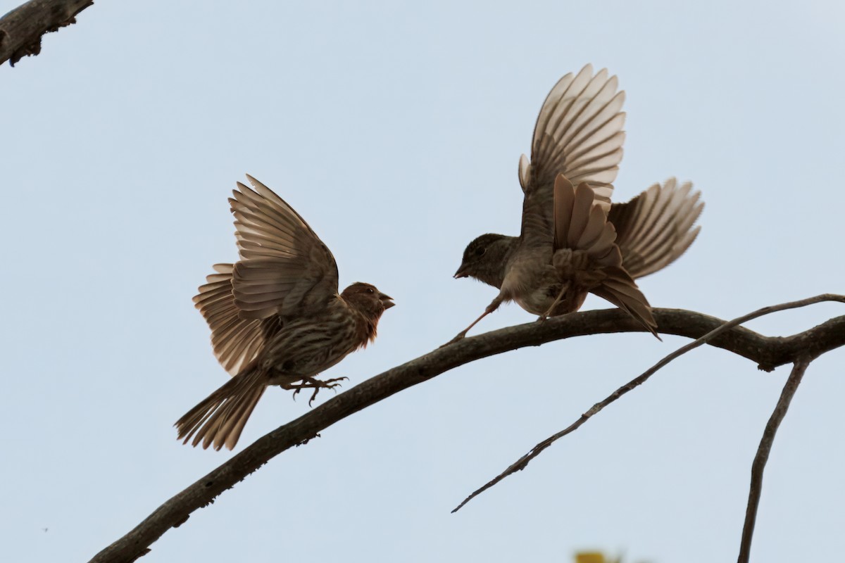 House Finch - ML634160675
