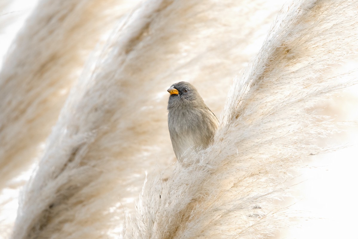 Great Pampa-Finch - ML634160682