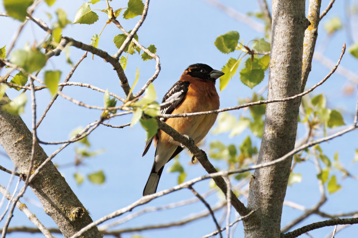 Black-headed Grosbeak - ML634160690