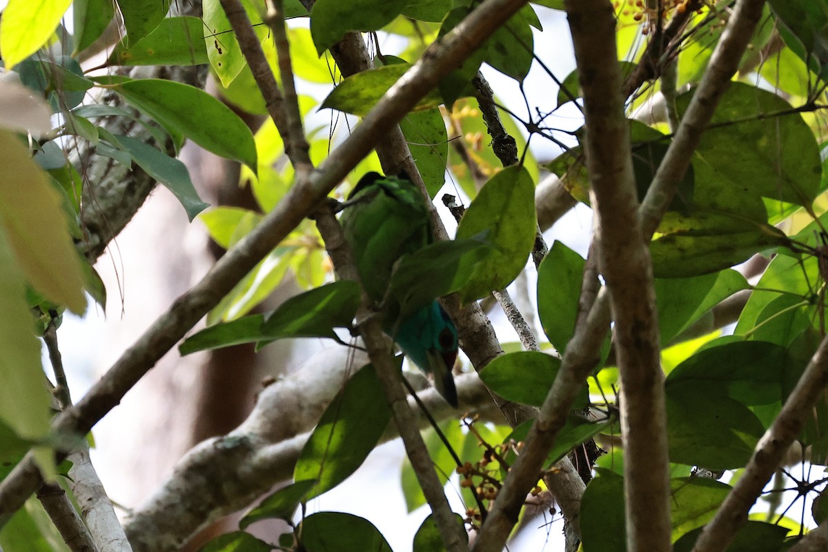 Blue-throated Barbet - ML634160710
