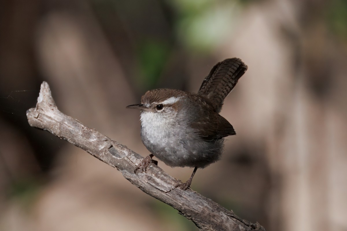 Bewick's Wren - ML634160725