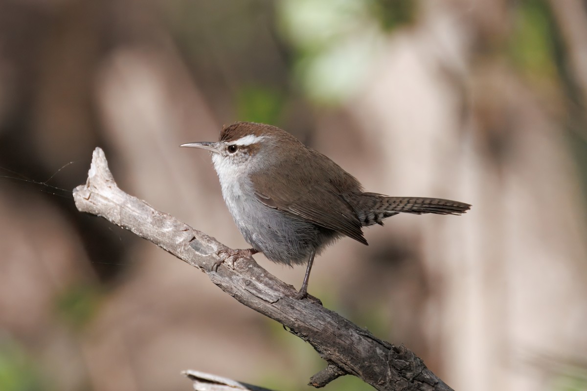 Bewick's Wren - ML634160726