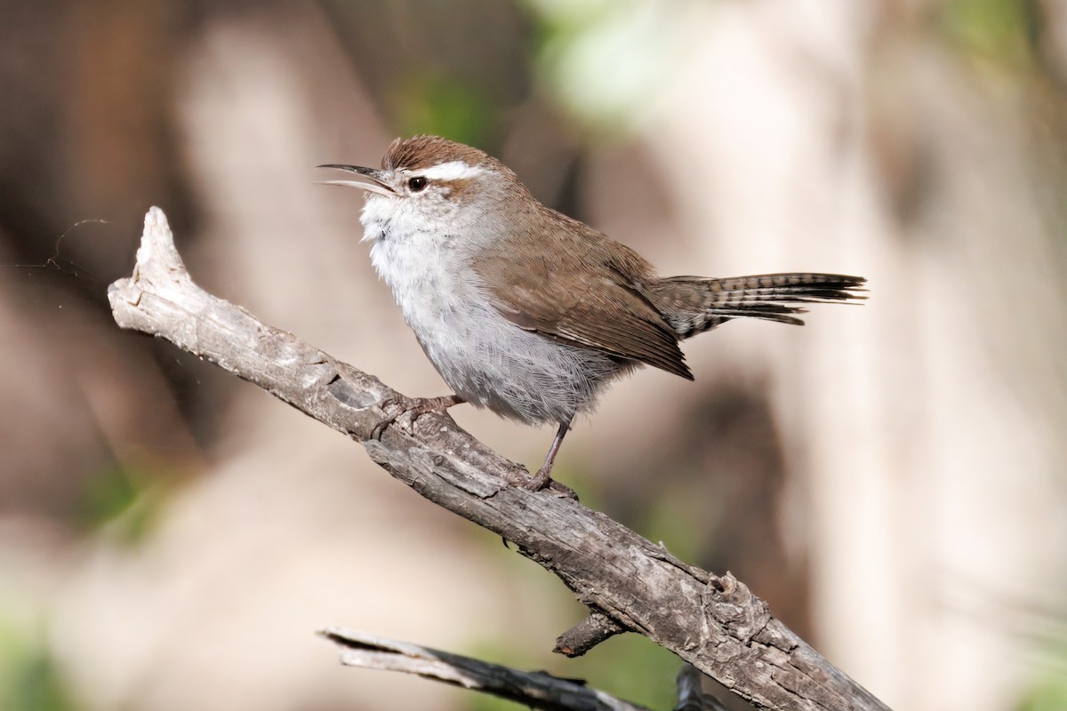Bewick's Wren - ML634160727
