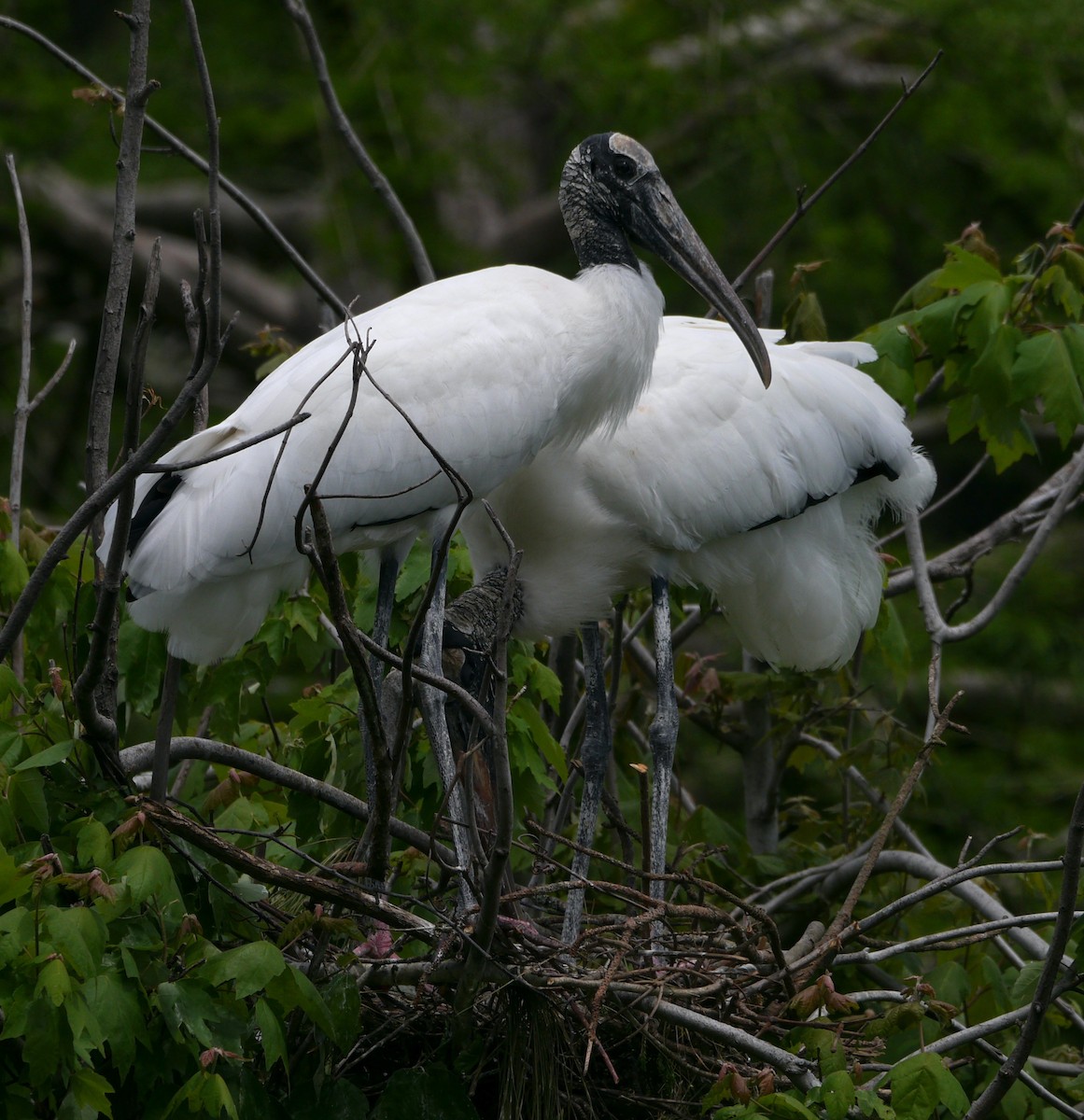 Wood Stork - ML634160736