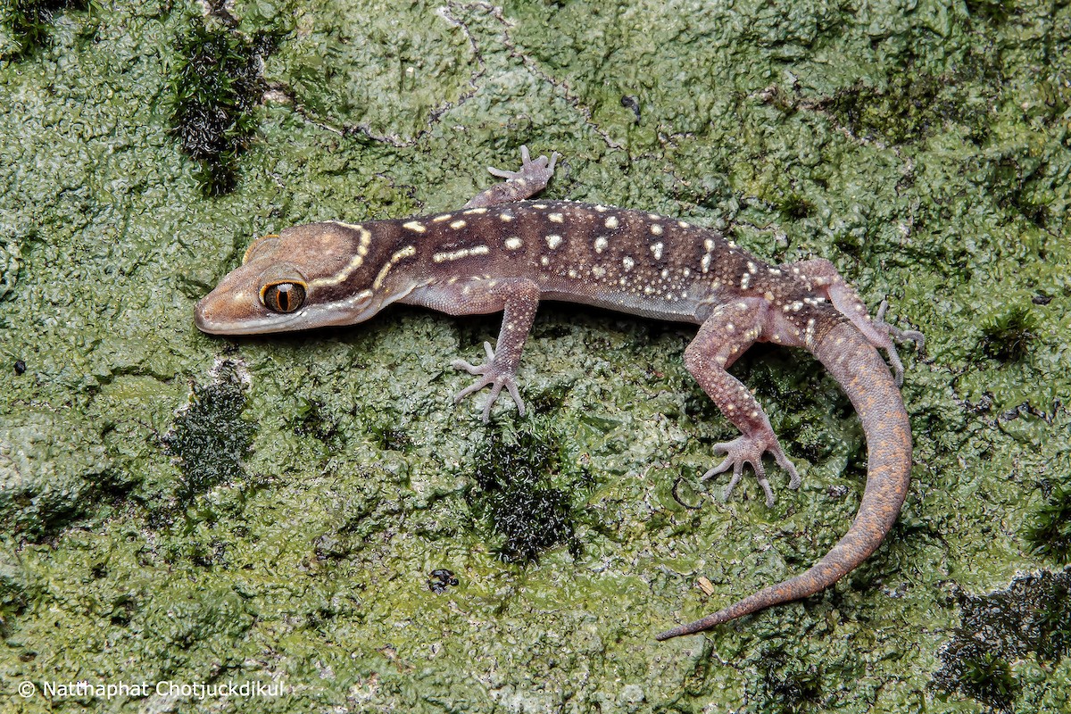 Oldham's Bow-fingered Gecko - ML634160744