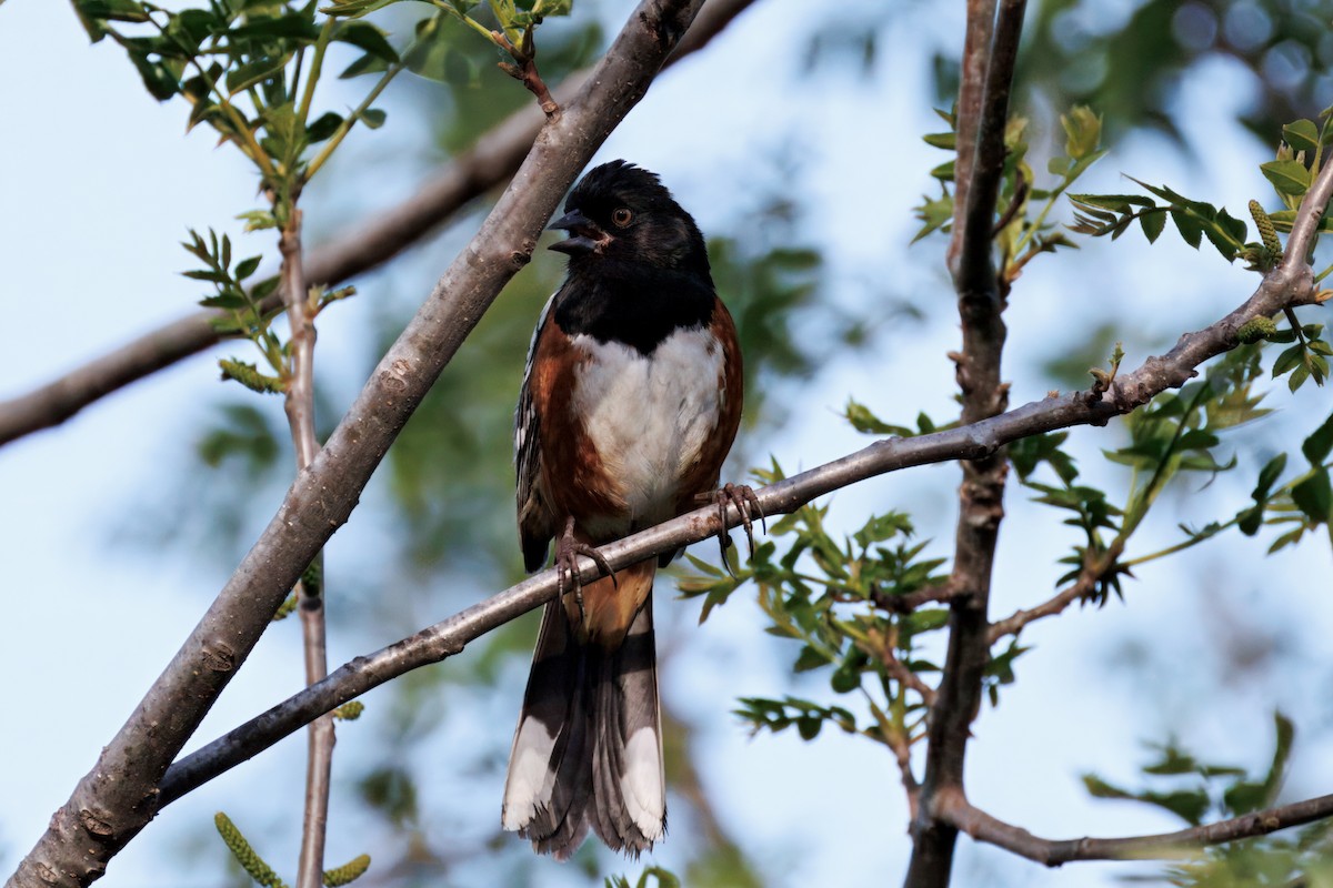 Spotted Towhee - ML634160844