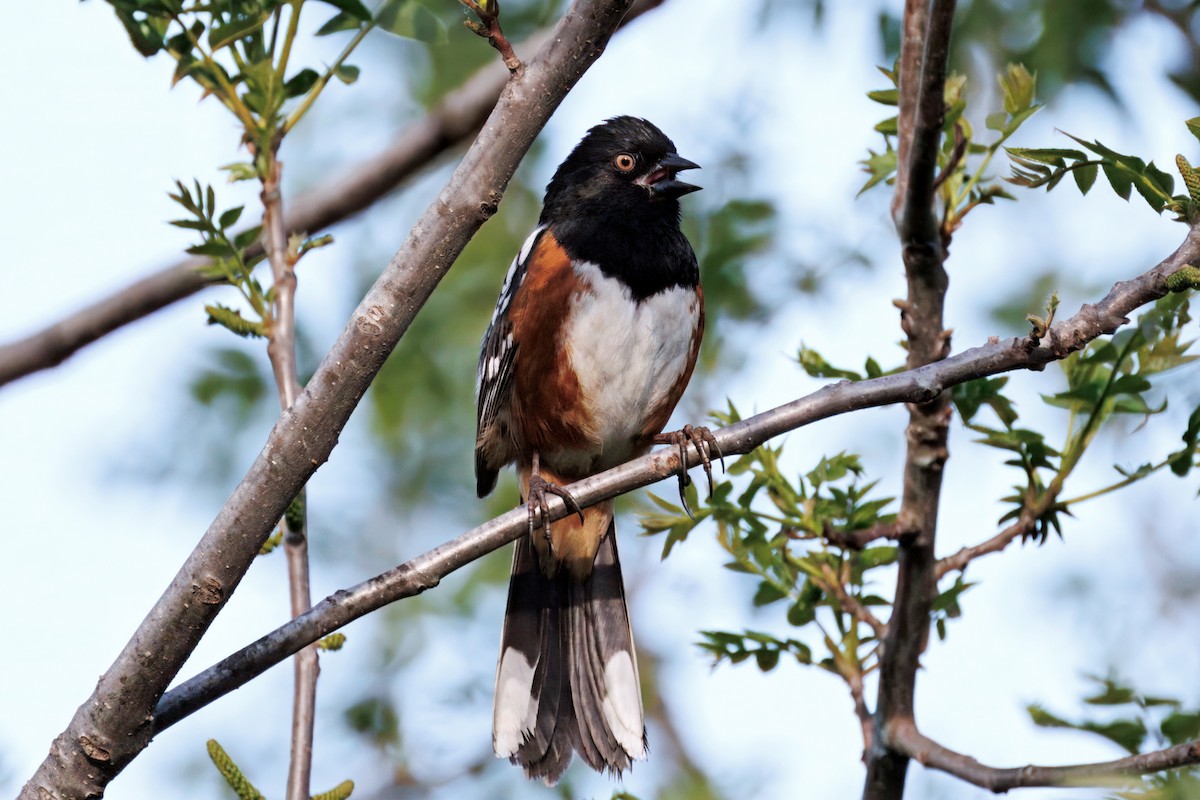 Spotted Towhee - ML634160845