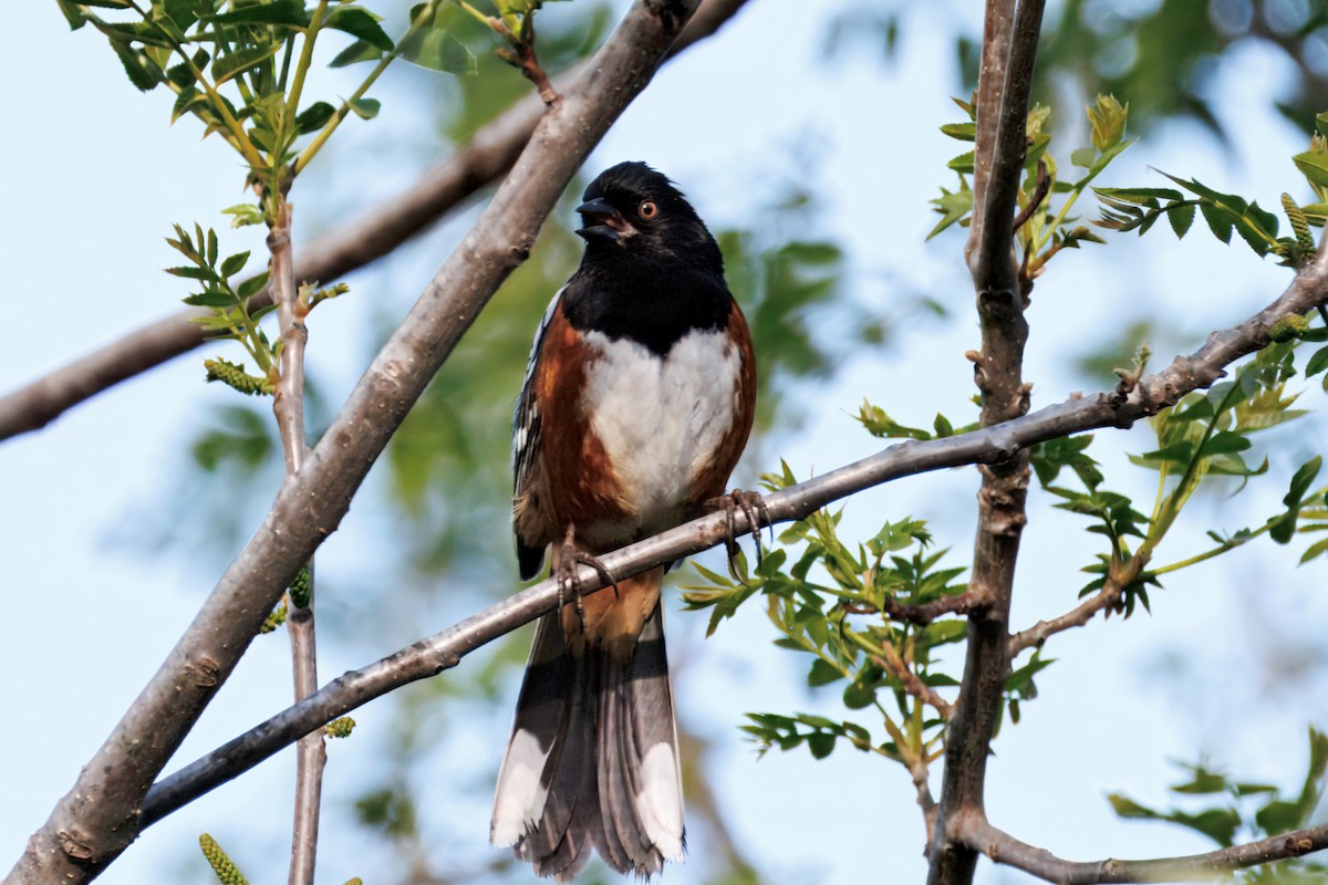 Spotted Towhee - ML634160846