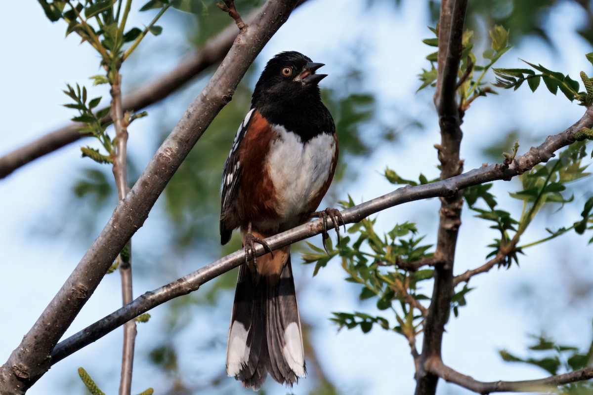 Spotted Towhee - ML634160847