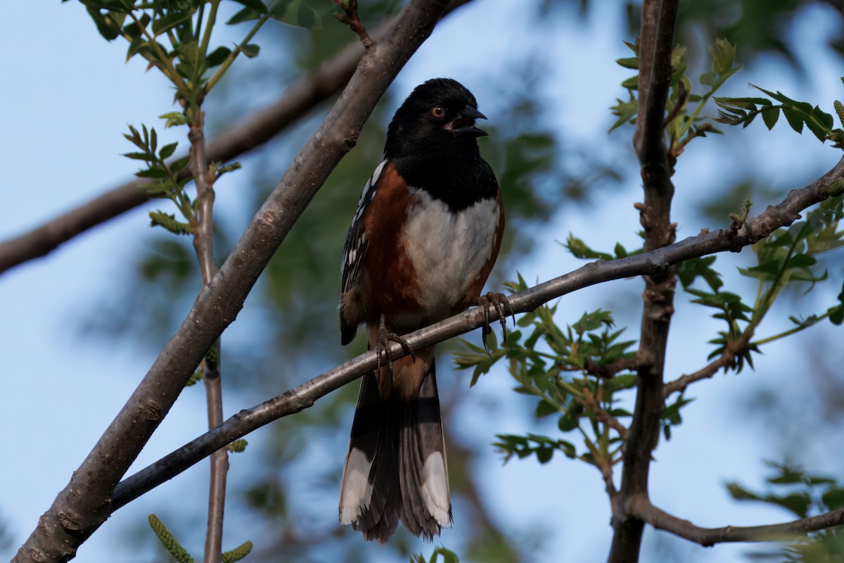 Spotted Towhee - ML634160848
