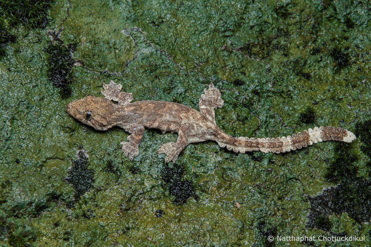 Cambodian Flying Gecko - ML634160863
