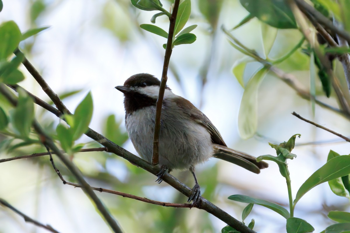 Chestnut-backed Chickadee - ML634160869