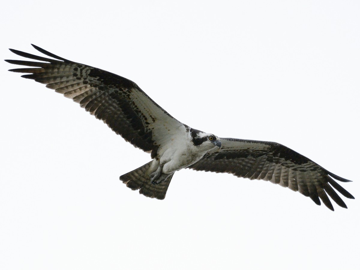 Águila Pescadora (americana) - ML634160870