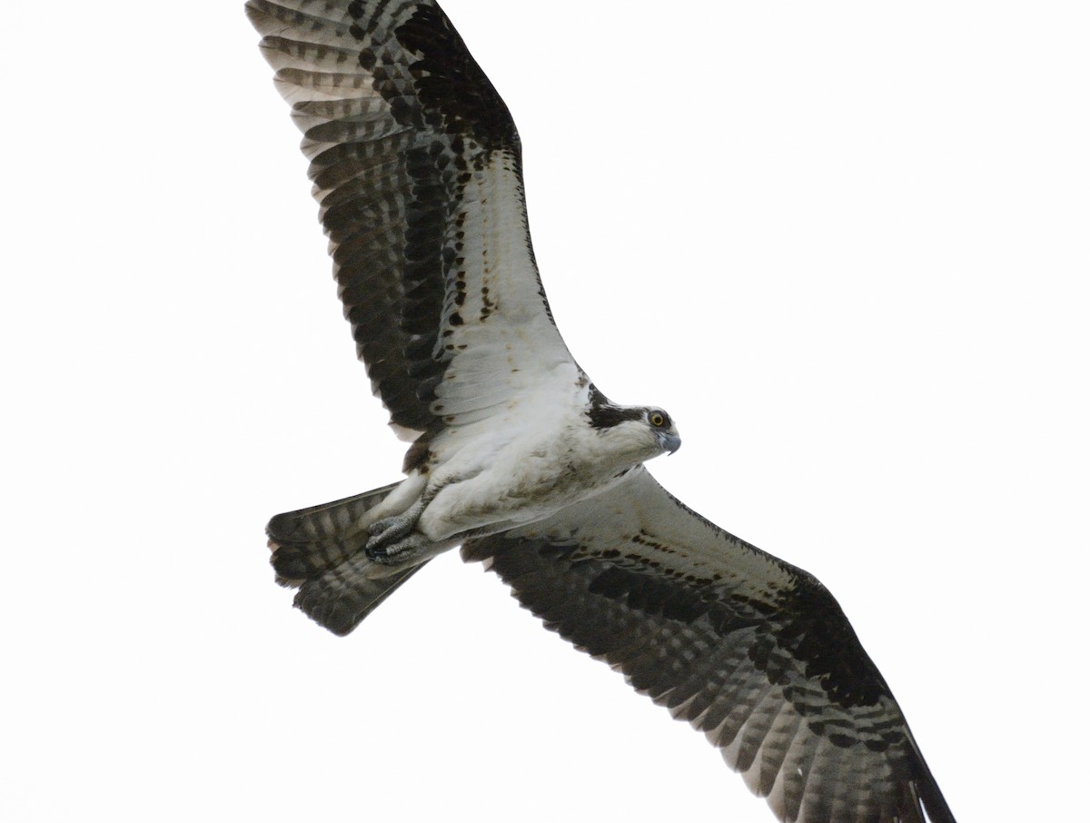 Águila Pescadora (americana) - ML634160871
