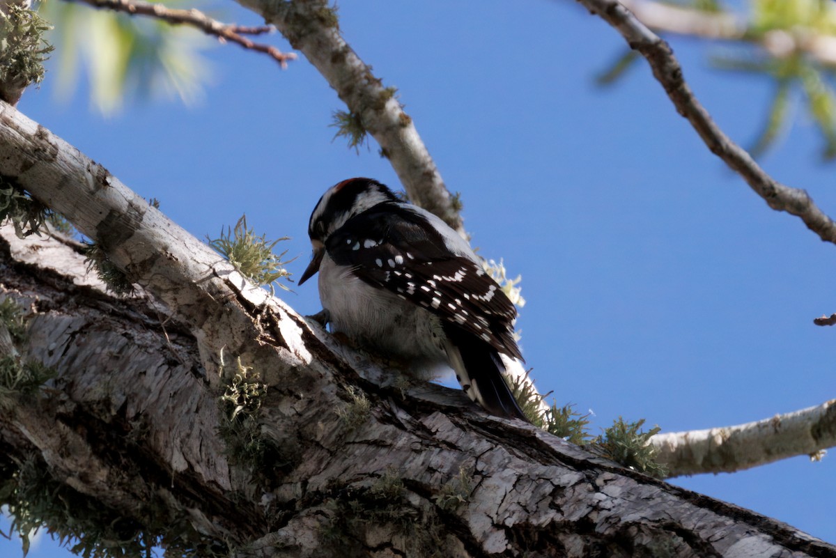 Downy Woodpecker - ML634160873